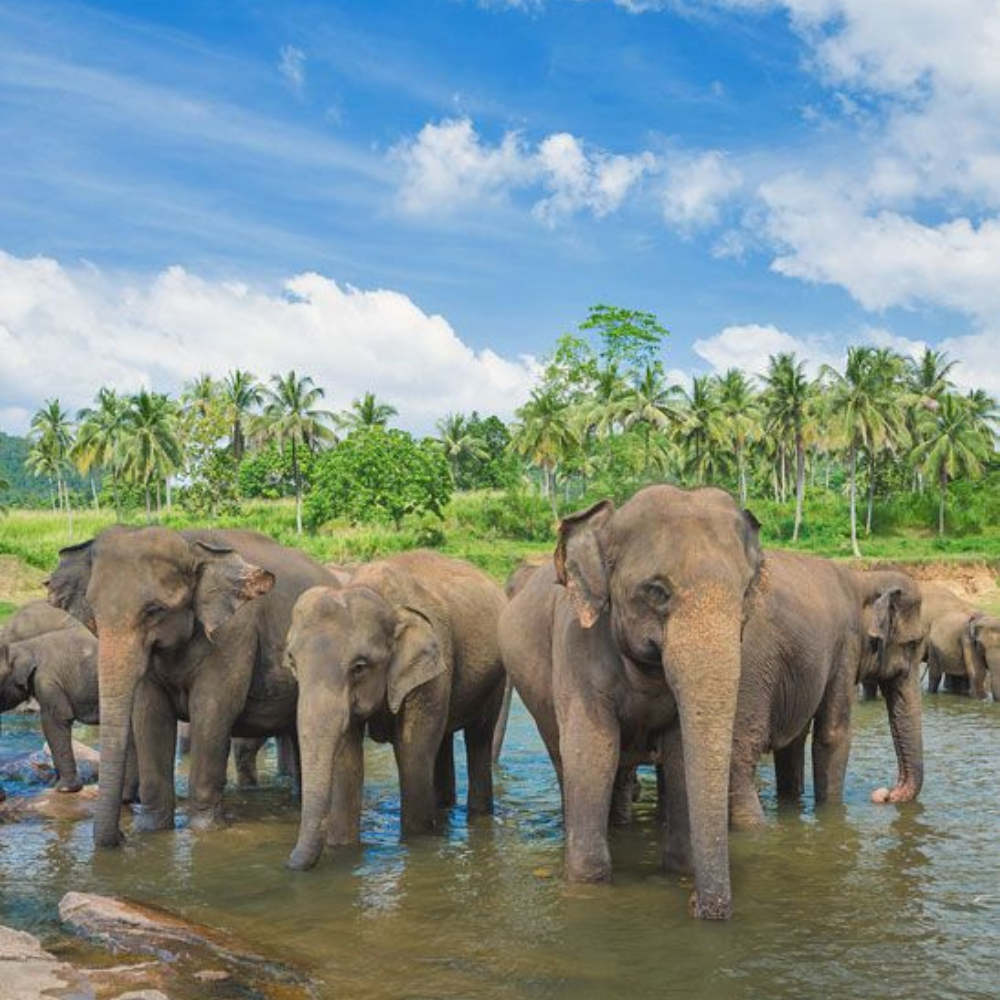 Untitled design - 2026-01-28T162806.037